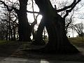 Dancing winter trees, Greenwich Park DSCN0907